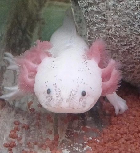 Axolotl Harlekin